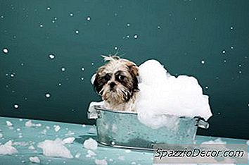 Een Hond Met Een Vette Huid Wassen