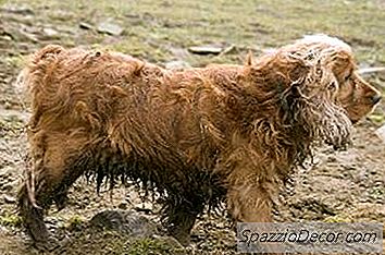 Sådan Batner Cocker Spaniels
