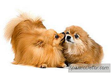 Hvernig Á Að Baða Pomeranians