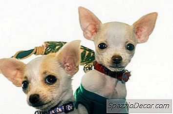 Ako Sa Vykúpať A Odstrániť Blchy Pre Šteňa Chihuahua