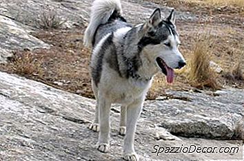Como Banir Um Husky Siberiano