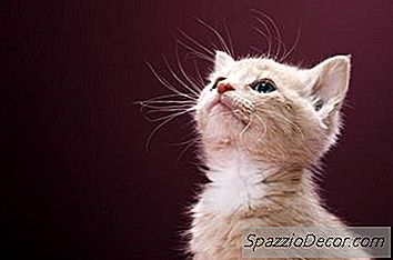 Как Да Се Свържете С Новото Ми Коте