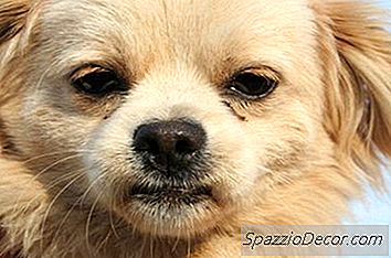 Cum Să Spargi Un Câine De Sex Masculin De La Marcarea În Casa