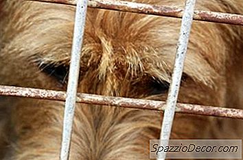 Hoe Bouw Je Een Goedkope Hondenkennel