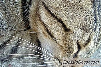 Slik Bygger Du En Kattfettboks