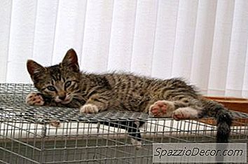 Como Construir Canis E Gaiolas Para Gatos