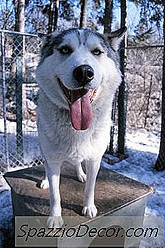 Como Construir Uma Casa De Cachorro Grande Para Vários Cães