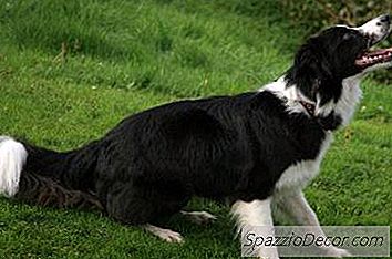 Een Bordercollie Kalmeren