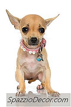 Een Chihuahua Kalmeren