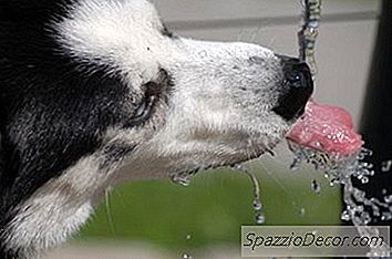 Slik Stiller Du En Hund I Badetiden