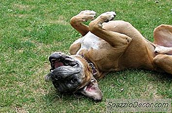 Làm Thế Nào Để Bình Tĩnh Một Con Chó Boxer