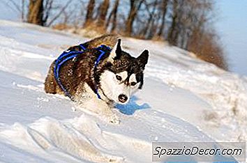 Cómo Calmar A Un Husky Siberiano Hiperactivo