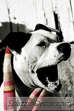 Wie Man Einen Erschrockenen Hund Beruhigt