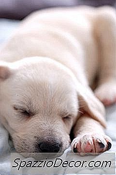 夜にあなたの新しい子犬を落ち着かせる方法