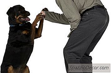 Cómo Calmar A Los Rottweilers