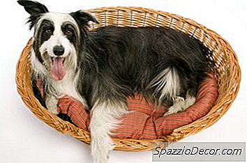 Pflegehinweise Für Zedernholzbetten