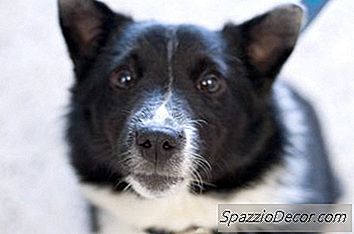 Como Cuidar De Um Border Collie Idoso