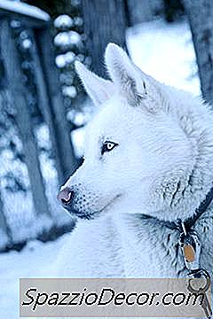 Cómo Cuidar A Un Anciano Husky Siberiano
