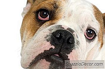 如何照顾英国斗牛犬的眼睛