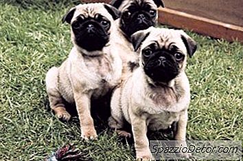 Sådan Plejer Du Baby Pugs