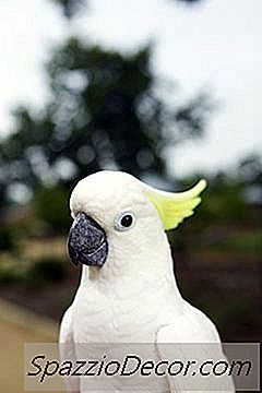 So Pflegen Sie Einen Baby-Regenschirm Kakadu, Nachdem Sie Ihn Nach Hause Gebracht Haben