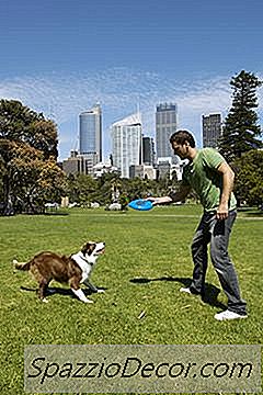 Cum Să Ai Grijă De Un Amestec De Frontieră Collie