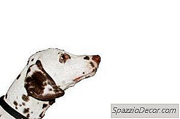 Hoe Zorg Je Voor Een Dove Dalmatiër