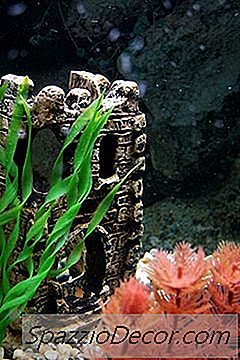 10 Gallon Tank에서 Guppies를 돌보는 방법
