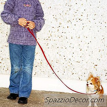 Como Cuidar De Chihuahuas De Cabelo Comprido