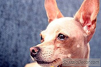 Hur Man Sköter En Mini Pinscher
