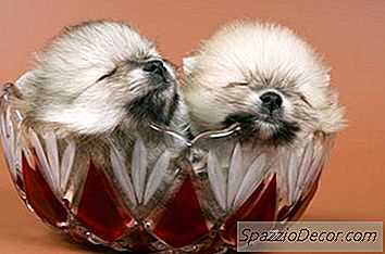 Pflege Neugeborener Pomeranian Puppies