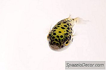 Slik Pleier Du Å Se En Spottet Pufferfisk