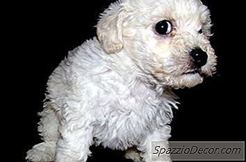 Kako Se Brinuti Za Igračku Pudlica Štenad