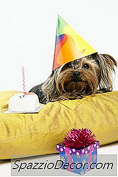 如何庆祝小狗的生日