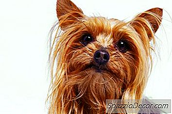 Dark Marks Cleanen Onder De Ogen Van Een Yorkie