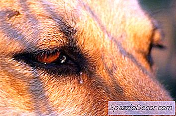 Como Limpar A Descarga Dos Olhos Do Cão Usando Remédios Caseiros