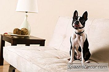 Come Pulire I Peli Di Cane Dai Tessuti Per Divani