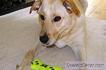 Comment Nettoyer Les Taches De Chien En Peluche