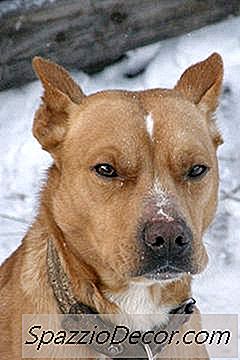 Cómo Limpiar Orina De Perro Con Vinagre Blanco