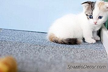 如何清洁猫毛撕裂污渍