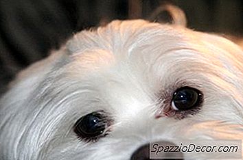 Como Limpar Marcas De Lágrimas Dos Olhos De Um Maltês E De Um Shih Tzu