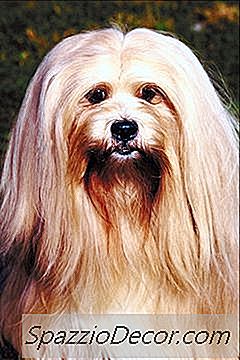 Slik Klipper Du Lhasa Apso Hair
