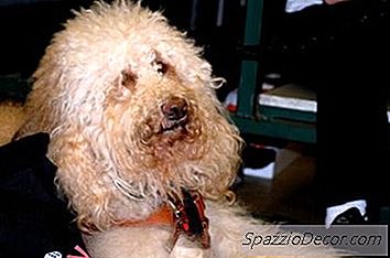 Kako Češljati Labradoodle