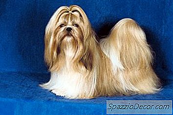 Hoe Een Shih Tzu