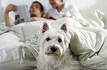 Как Да Контролираме Кората На Шотландския Териер