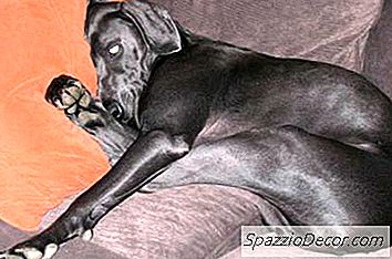 Como Cobrir Um Sofá De Couro Para Animais De Estimação