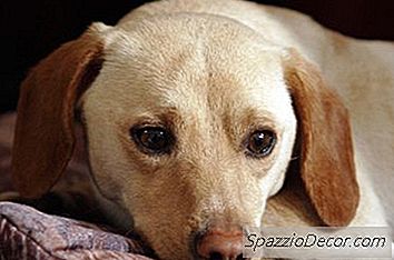 Slik Trener Og Trener En 6-Måneders Gammel Hund