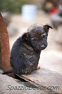 Koklamak Bir Köpeğin Ceketi Nasıl Tedavi Edilir