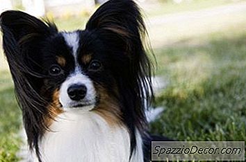 Как Да Отрежете Косата На Papillon