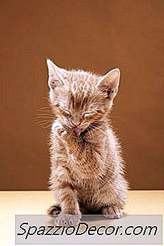 Comment Vermifuger Un Chaton Nouveau-Né